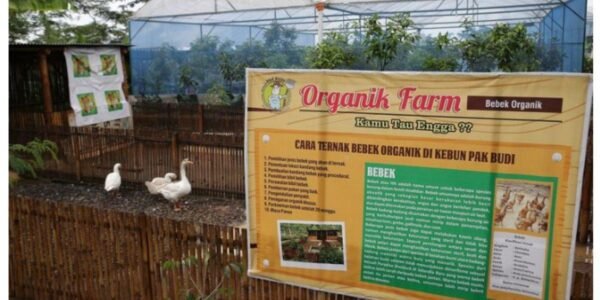 Di Pasuruan Temukan Destinasi Seru untuk Liburan: Nikmati Kehidupan Pedesaan dan Pelajari Ternak!