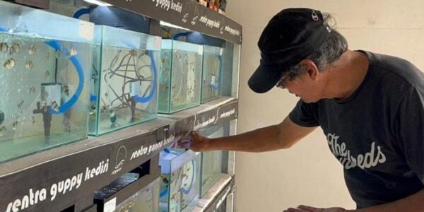 Sentra PKL SLG Kediri Kembali Ramai, Perlahan Diisi Pedagang Kuliner dan Ikan Hias